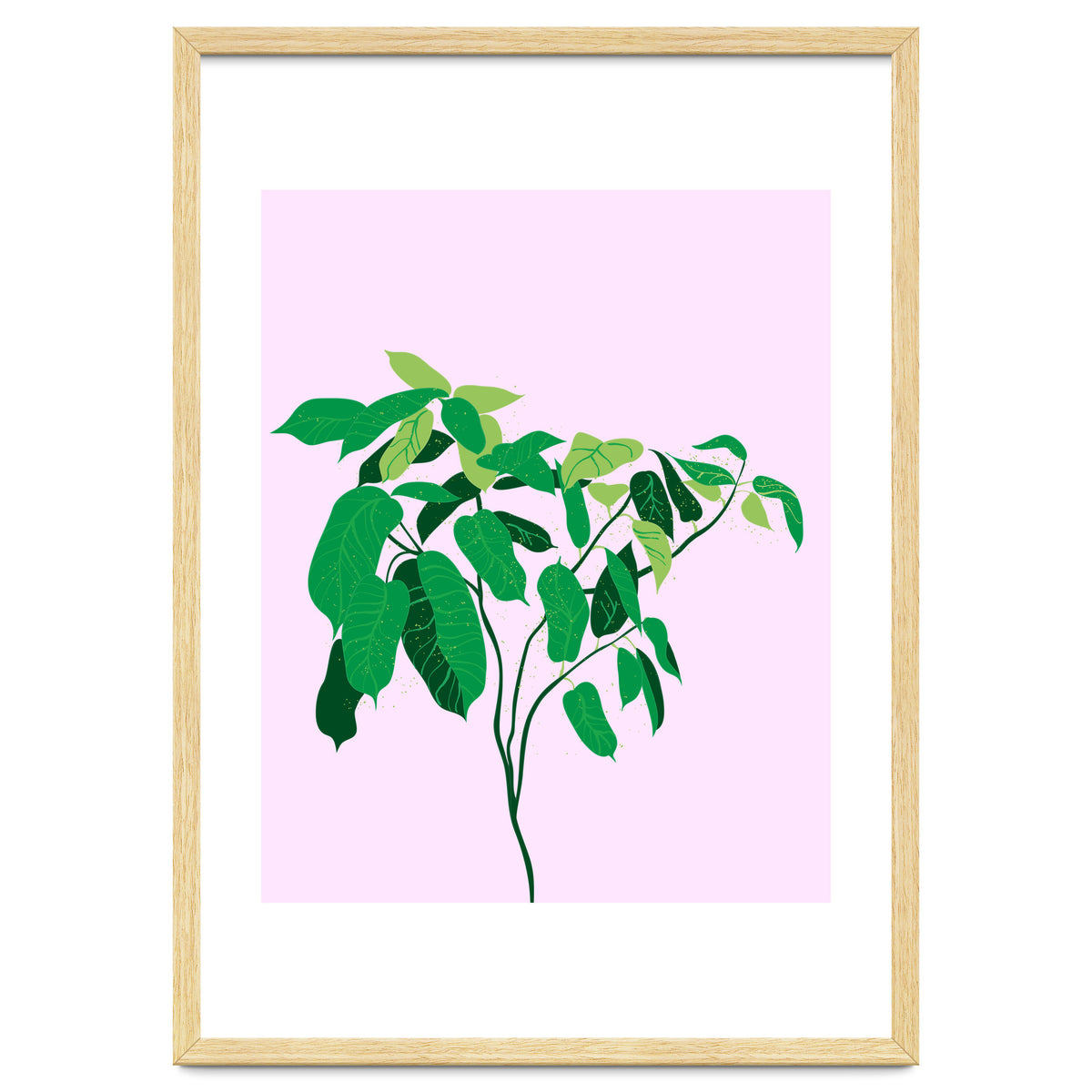 Ficus on Pink Background