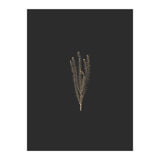 Delicate Fynbos Botanicals in Gold and Black (Print Only) thumbnail