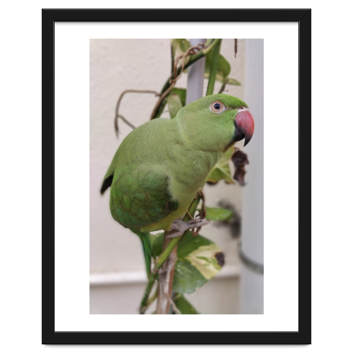 Dazzling Indian Parrot