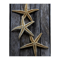 Starfishes in wooden (Print Only)