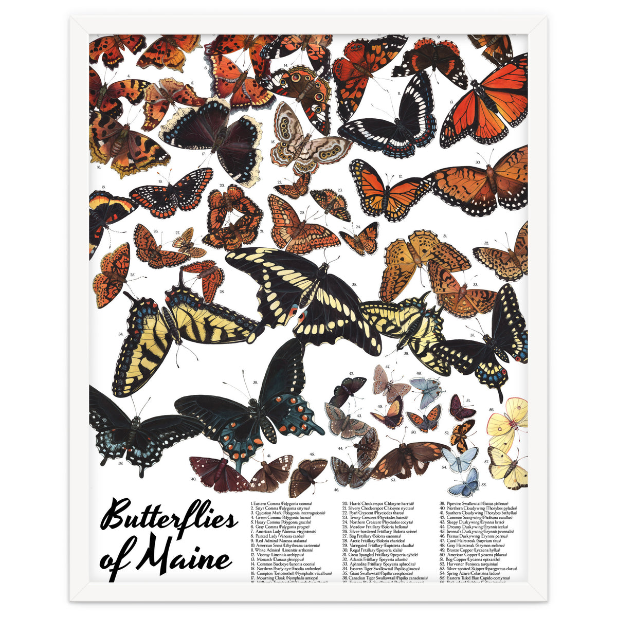 Maine Butterflies Chart
