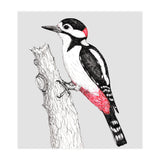 Great spotted woodpecker (Print Only) thumbnail