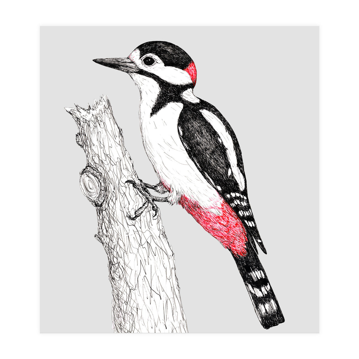 Great spotted woodpecker (Print Only)