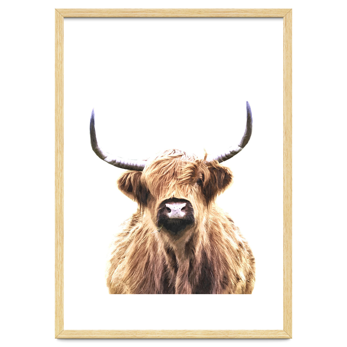 Highland Cow Portrait