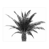 Palm Tree (Print Only) thumbnail