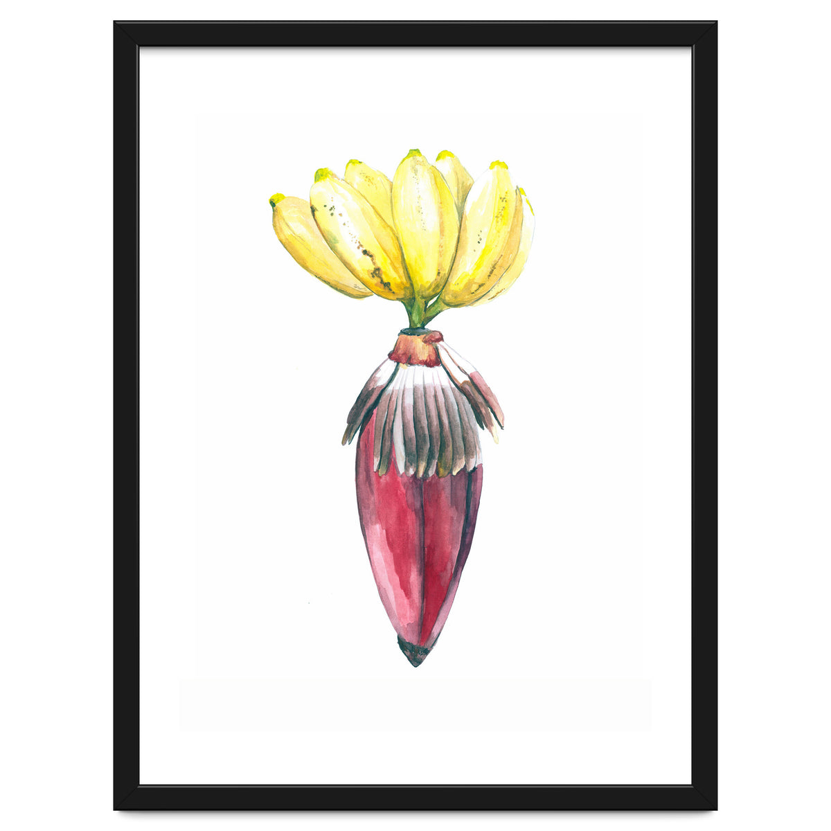 Botanical Illustration Banana