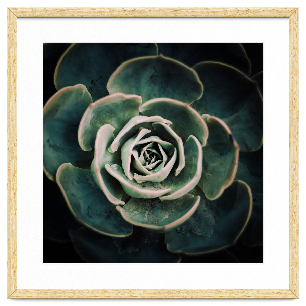 DARKSIDE OF SUCCULENTS IV-A