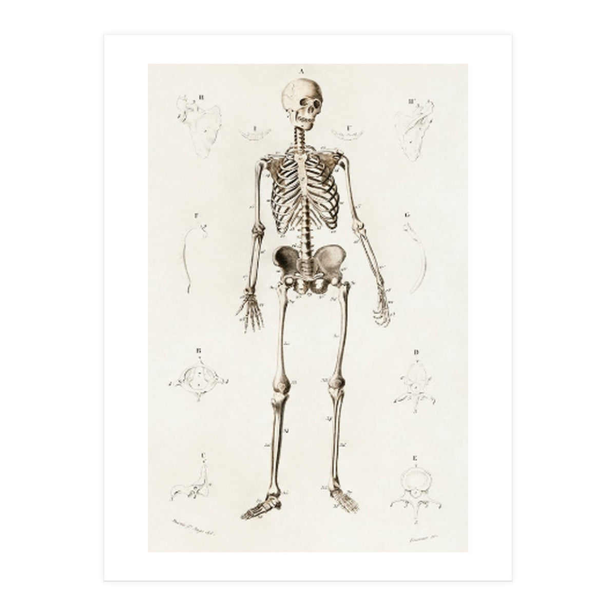 Human skeleton illustrated (Print Only)