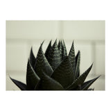Succulent (Print Only) thumbnail
