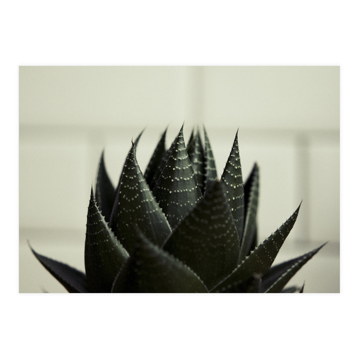 Succulent (Print Only)