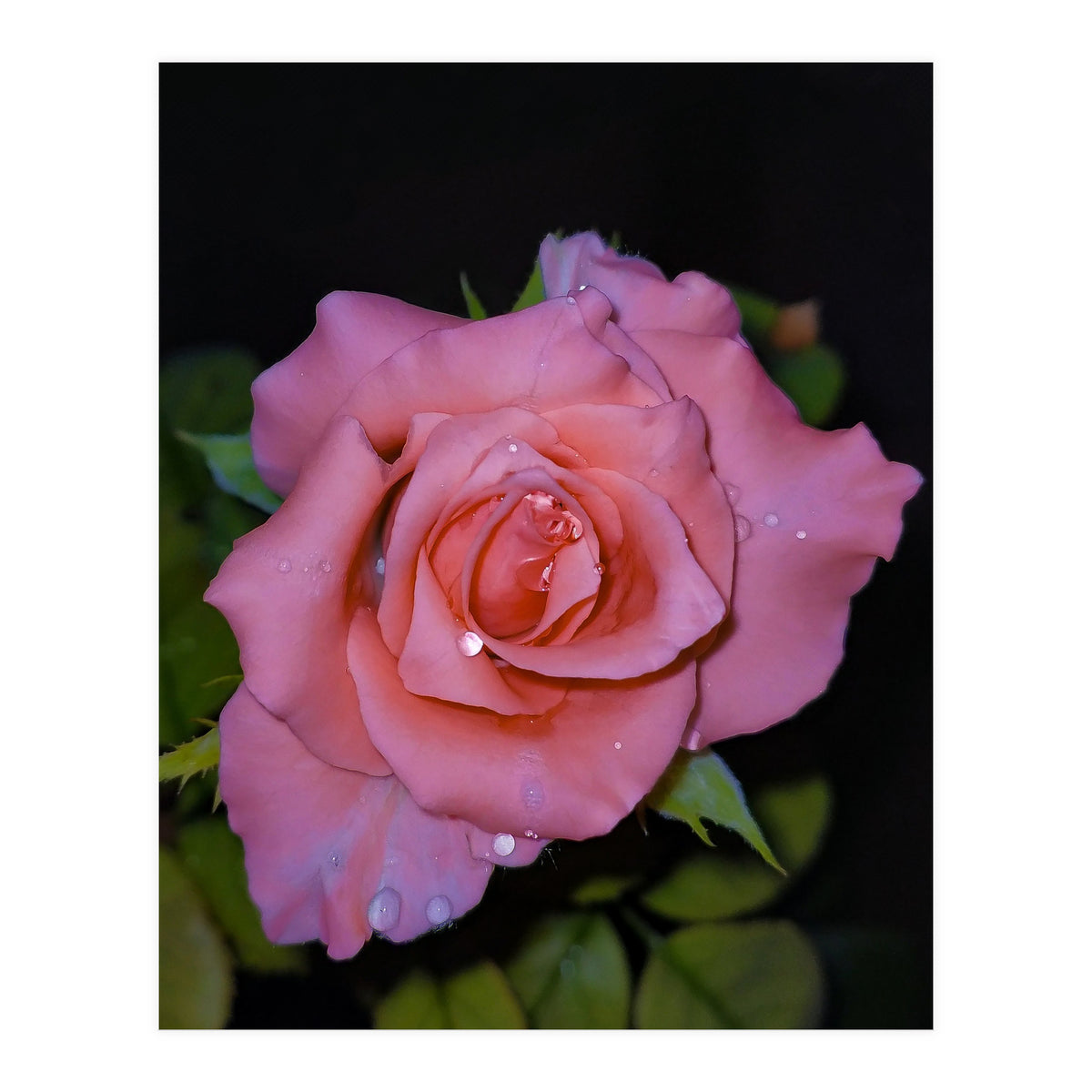 Pink Dew Rose (Print Only)