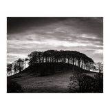 Trees in Silhouette (Print Only) thumbnail