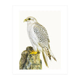 Cc Bird 03 (Print Only) thumbnail
