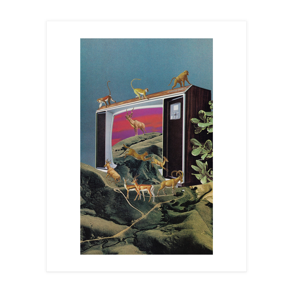 Animal Channel (Print Only)