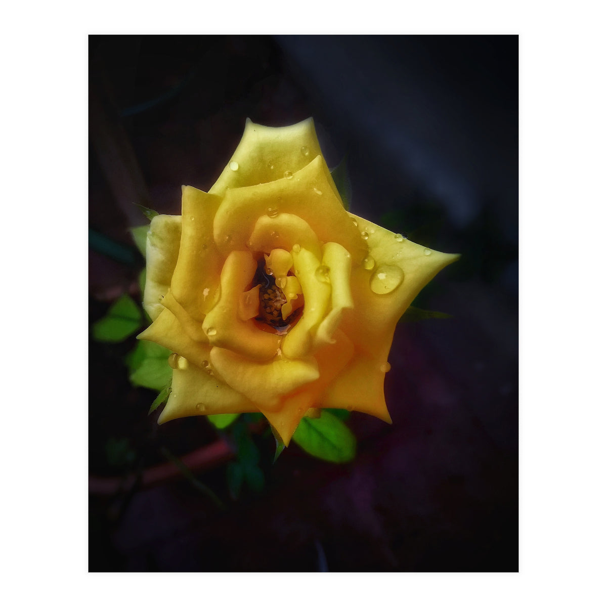 Yellow Flora (Print Only)