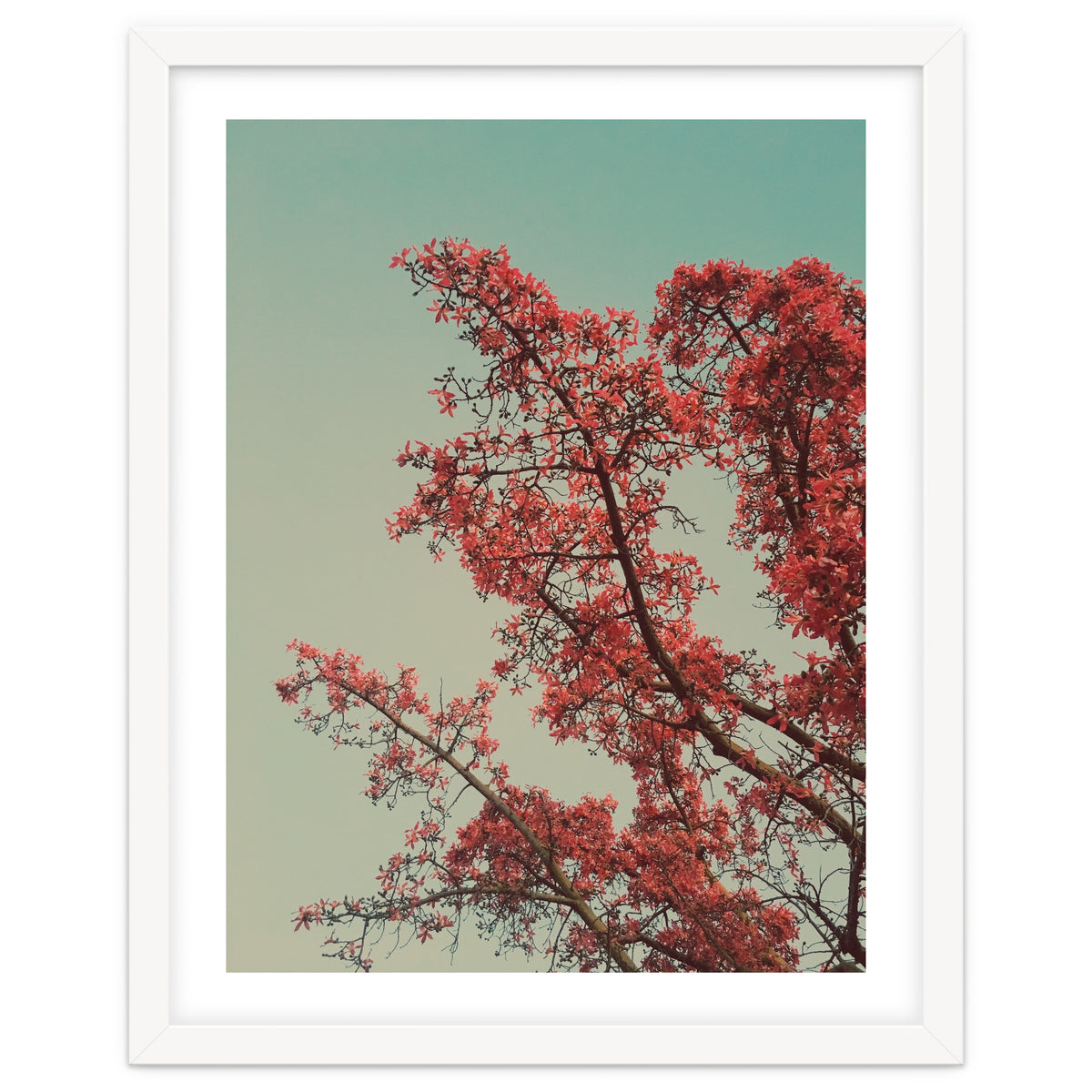 Red blossoms