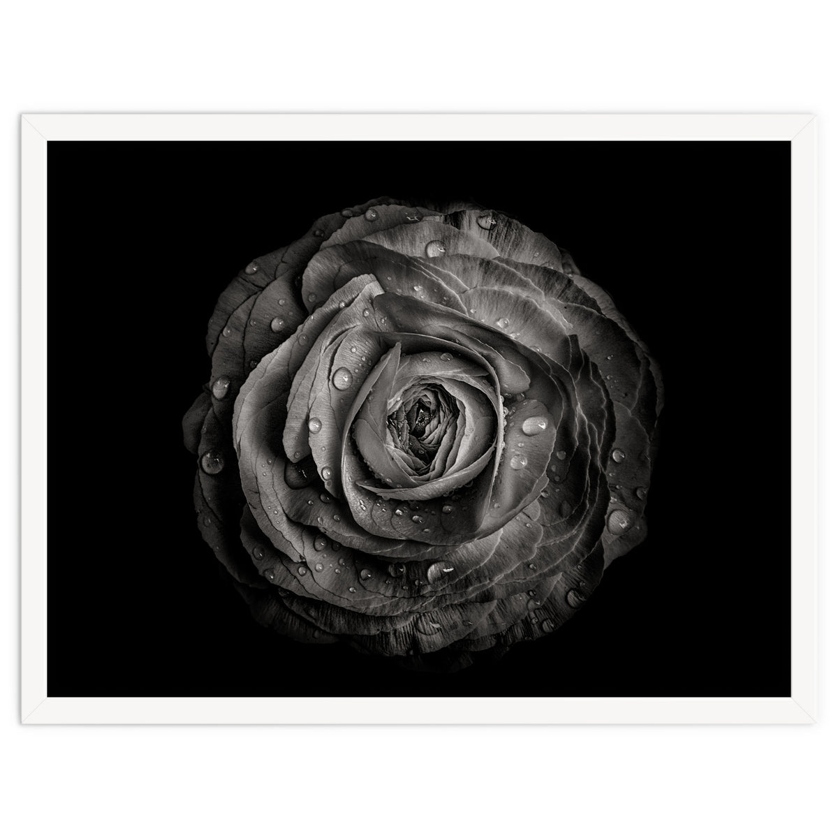 Backyard Flowers In Black And White 72