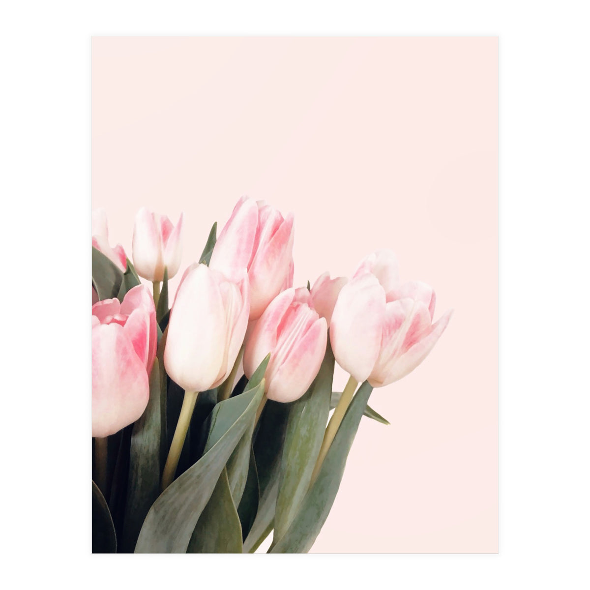 Pink Tulips (Print Only)