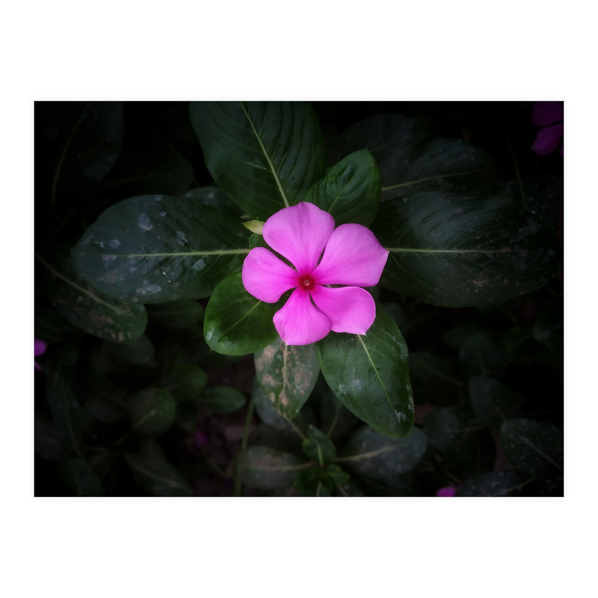 Floral vibes (Print Only)