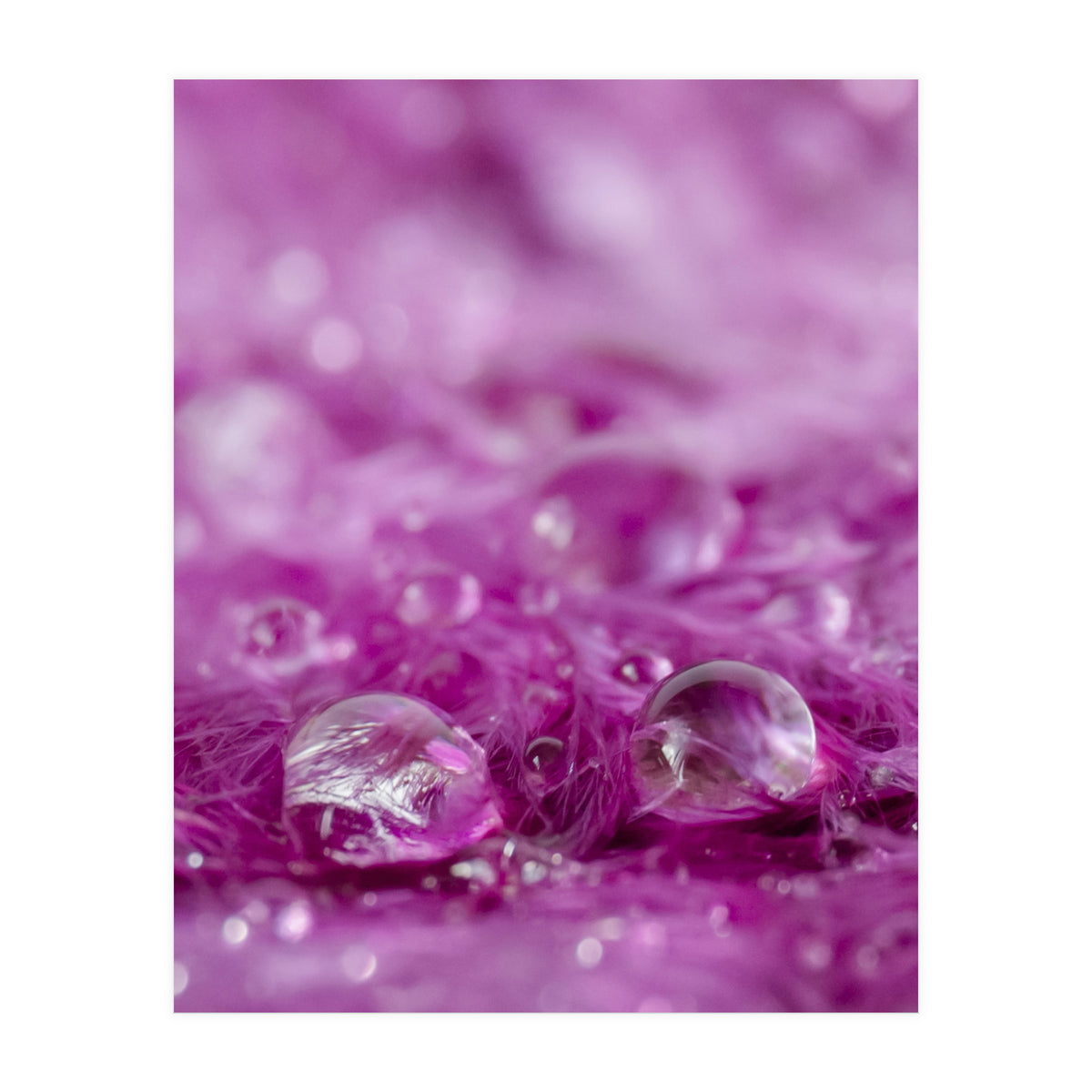 Drops in feathers (Print Only)