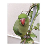 Attractive Indian Parrot (Print Only) thumbnail
