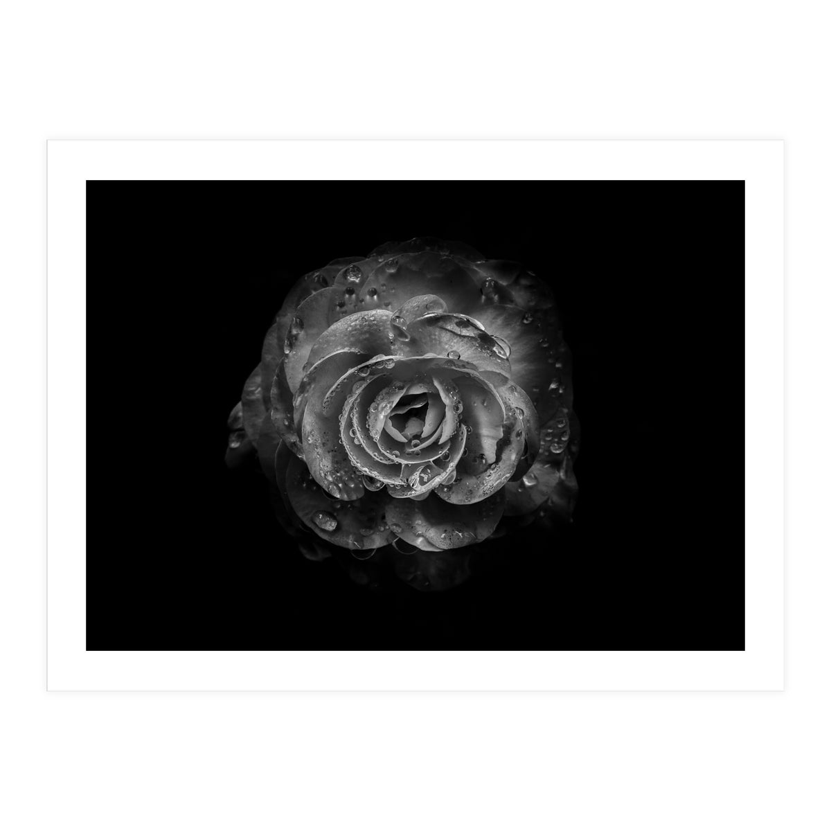 Backyard Flowers In Black And White No 64 (Print Only)