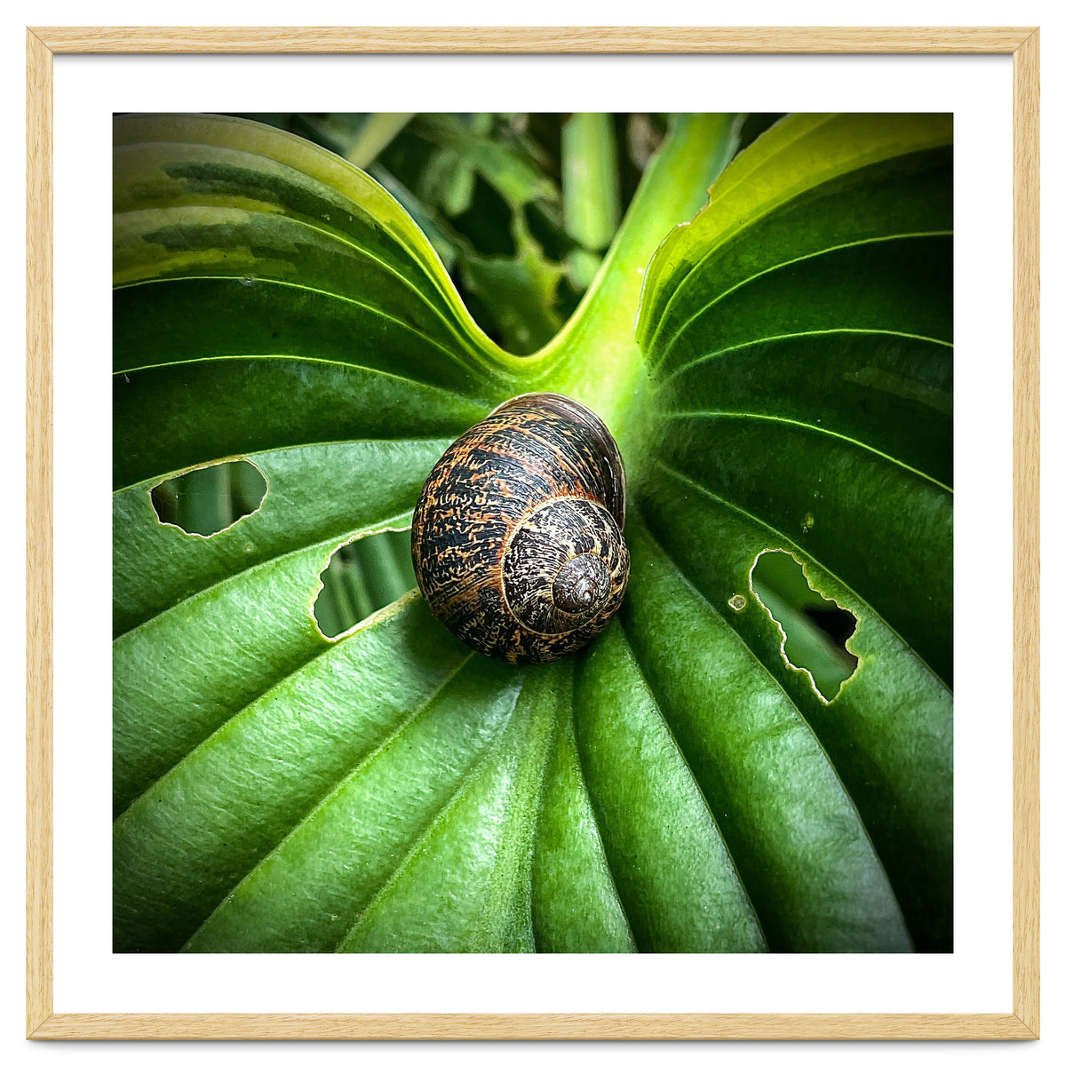 Snail on a hosta leaf