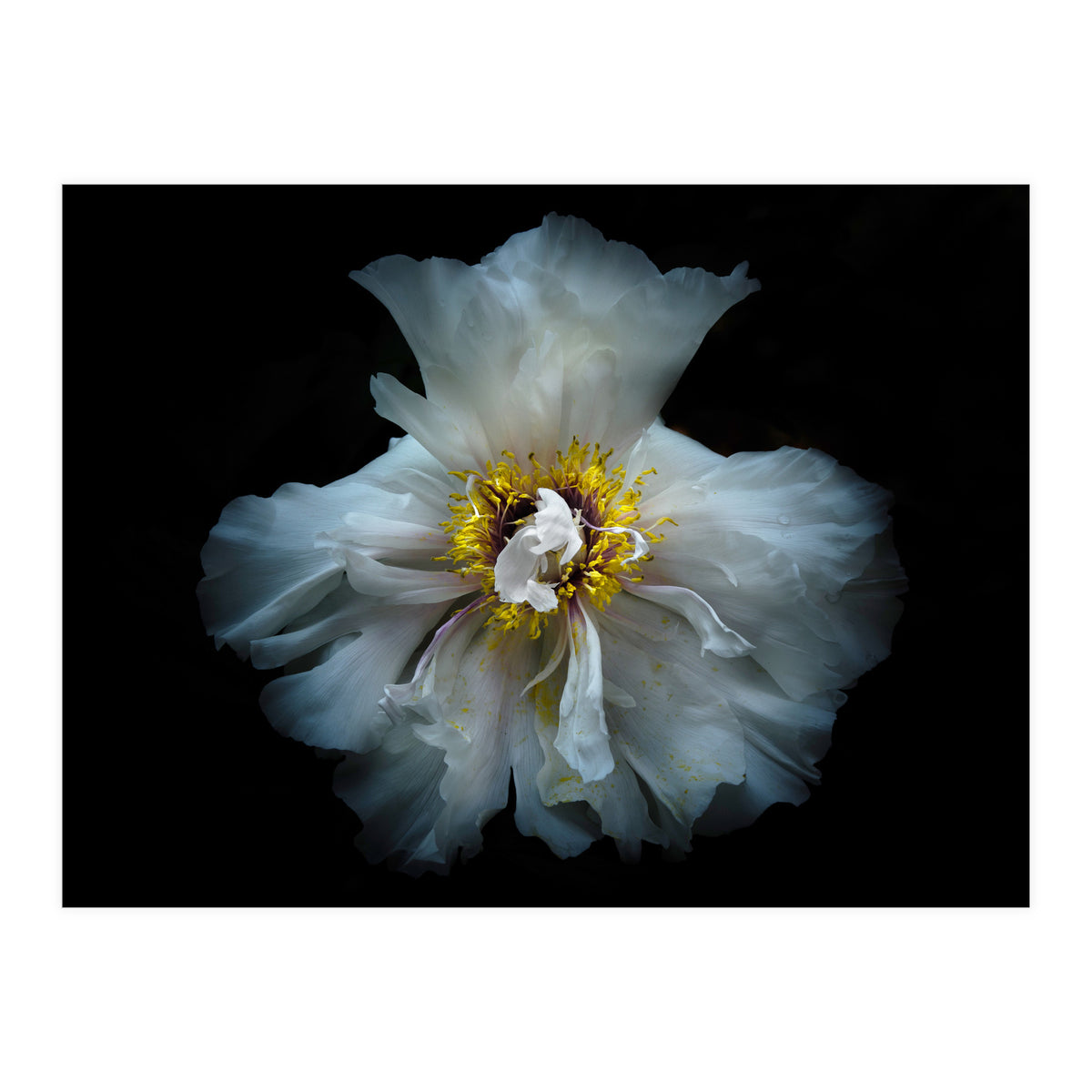 Backyard Flowers 49 Color Version (Print Only)