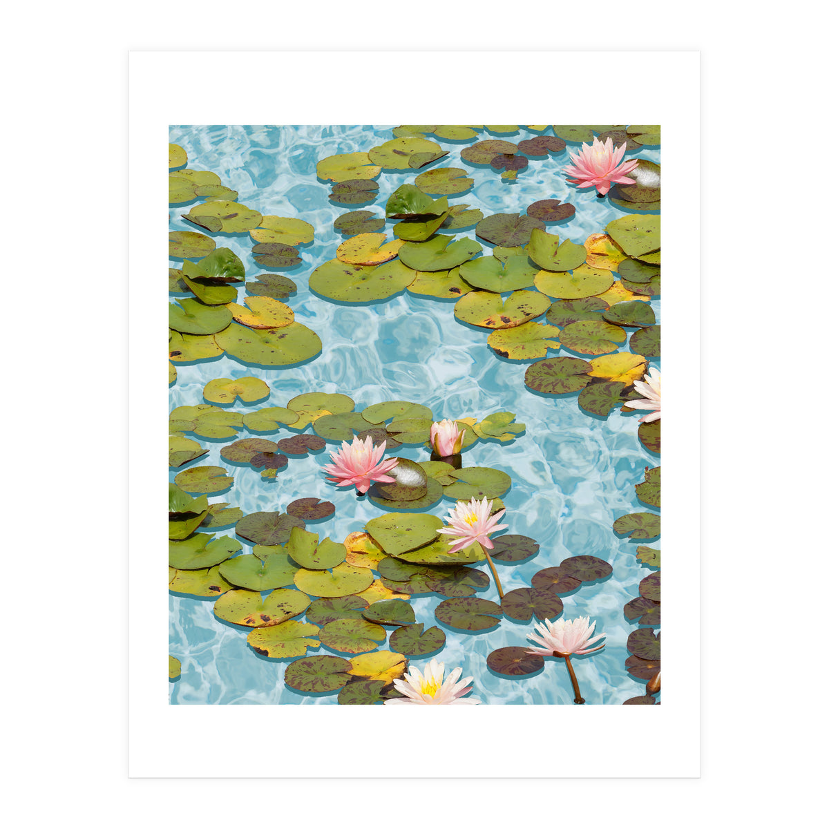 Lotus Formation (Print Only)