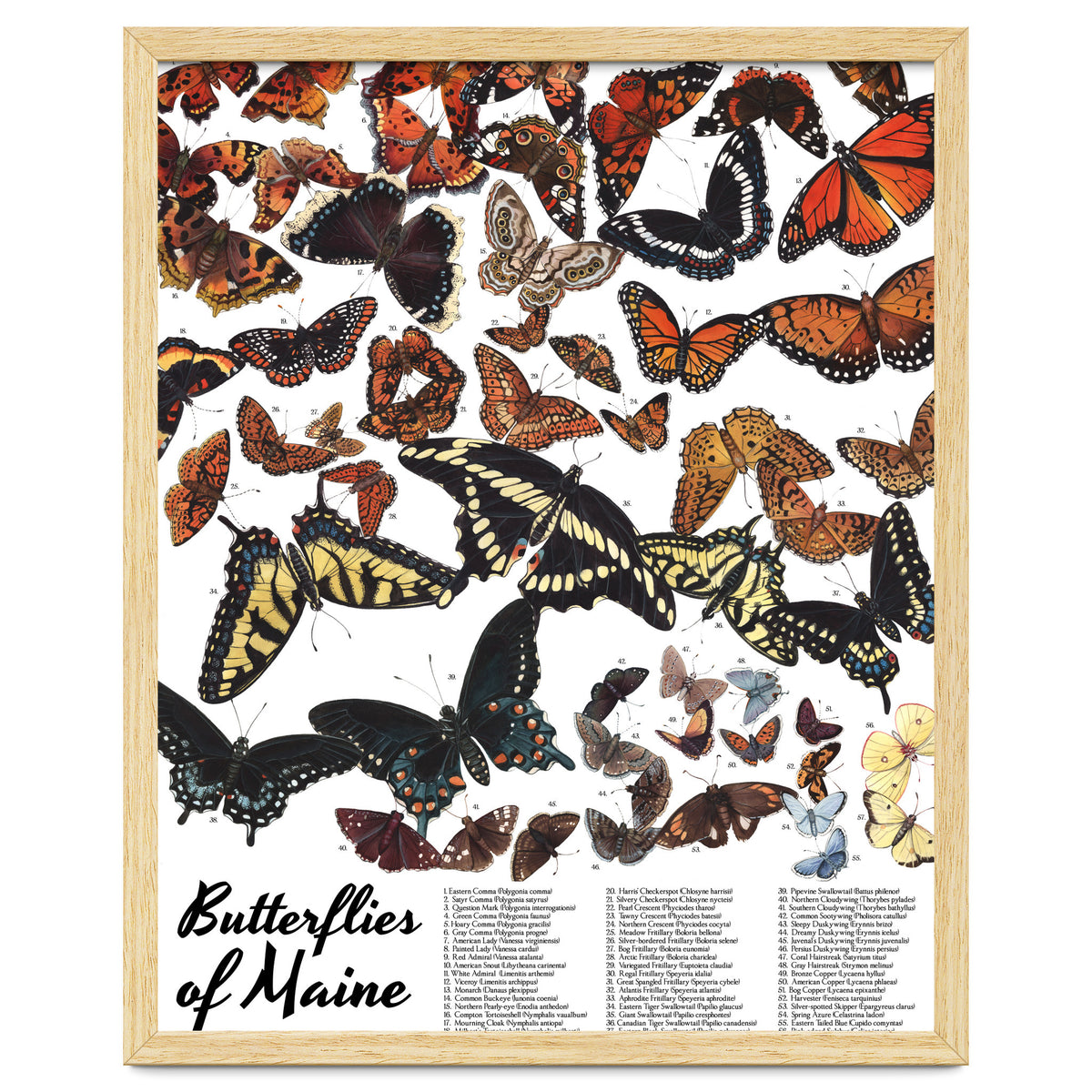 Maine Butterflies Chart