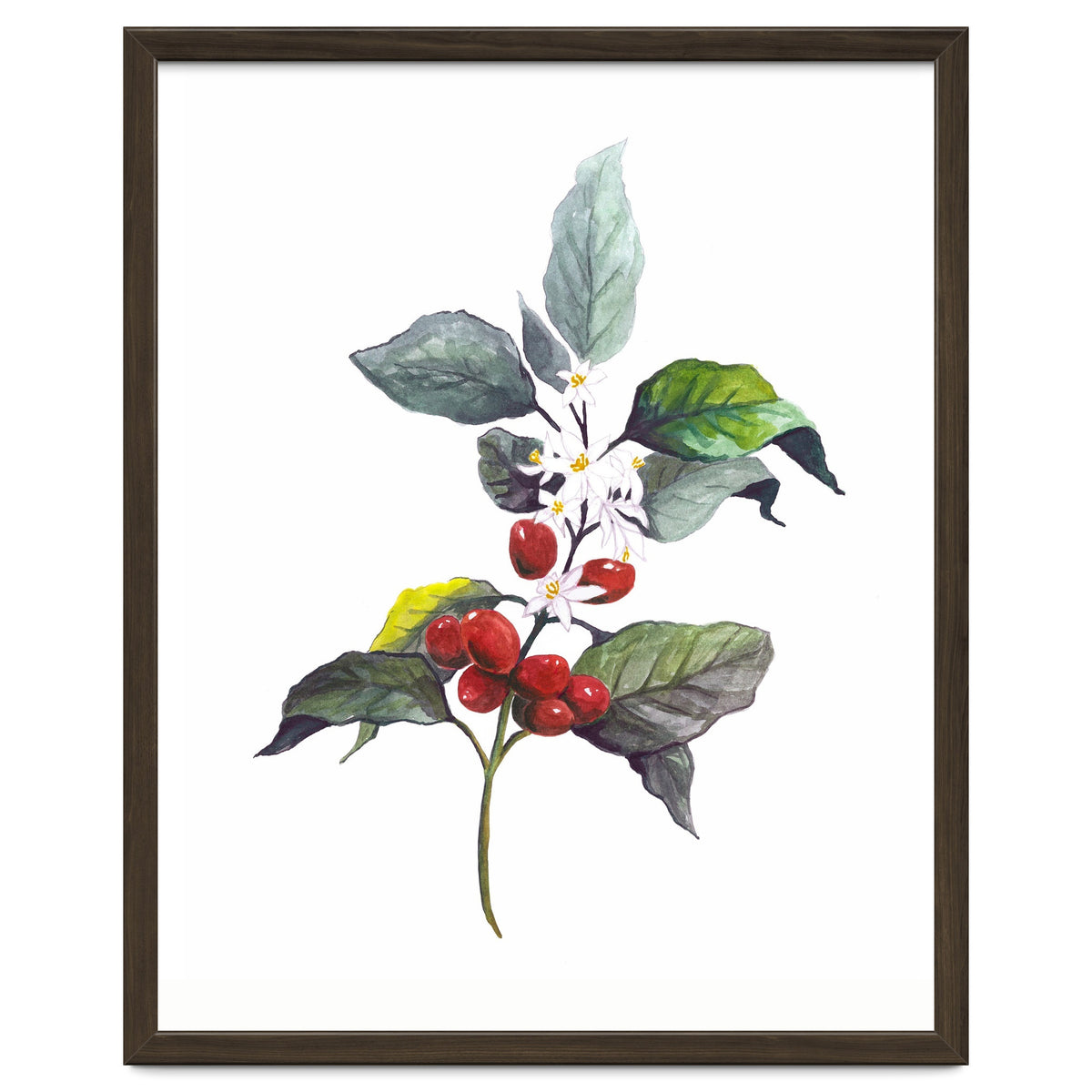 1 Botanical Illustration Kaffee Pflanze