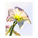 Amaryllis 2 (Print Only) thumbnail