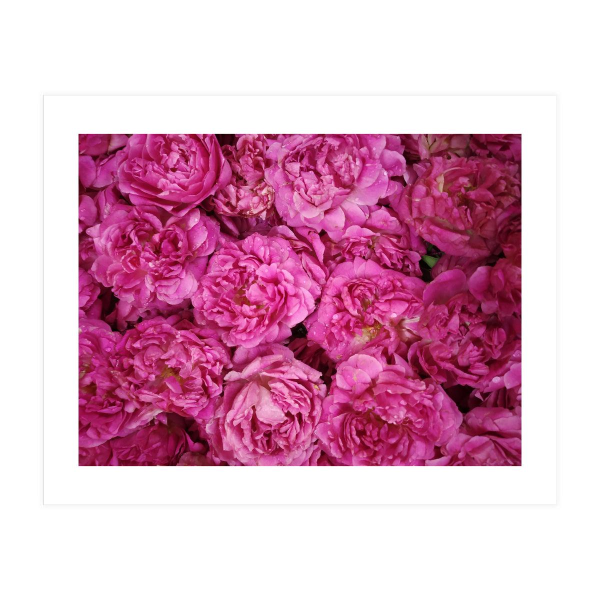 Rose Garden  (Print Only)