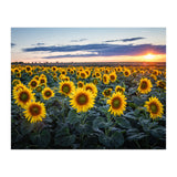 Sunflowersfield (Print Only) thumbnail