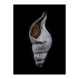 Shells No 12 Color Version (Print Only) thumbnail