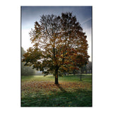 Autumnal Tree (Print Only) thumbnail