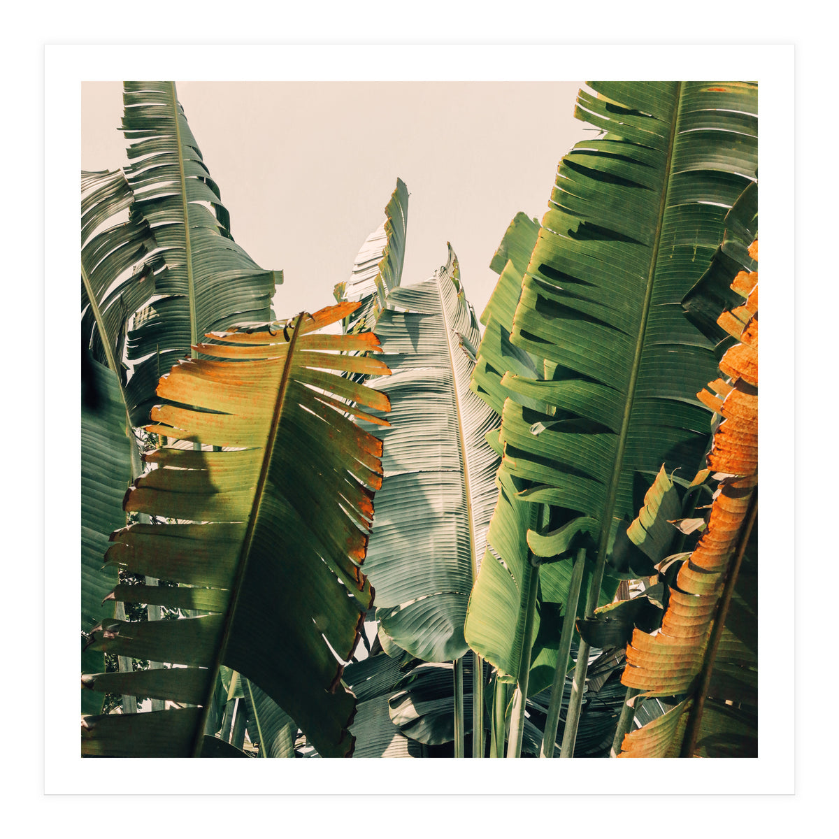 Shades Of Summer (Print Only)