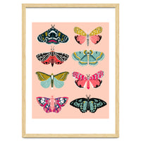 Lepidoptery No. 1