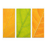 Autumn Leaves (Print Only) thumbnail