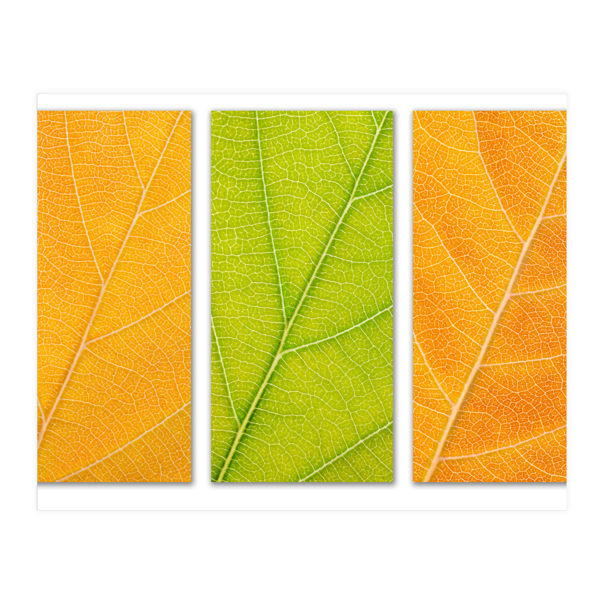 Autumn Leaves (Print Only)