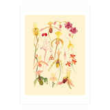 Orchids #3 (Print Only) thumbnail