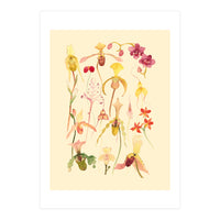 Orchids #3 (Print Only)