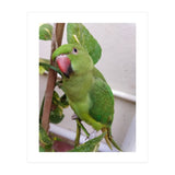 Posing Indian Parrot (Print Only) thumbnail