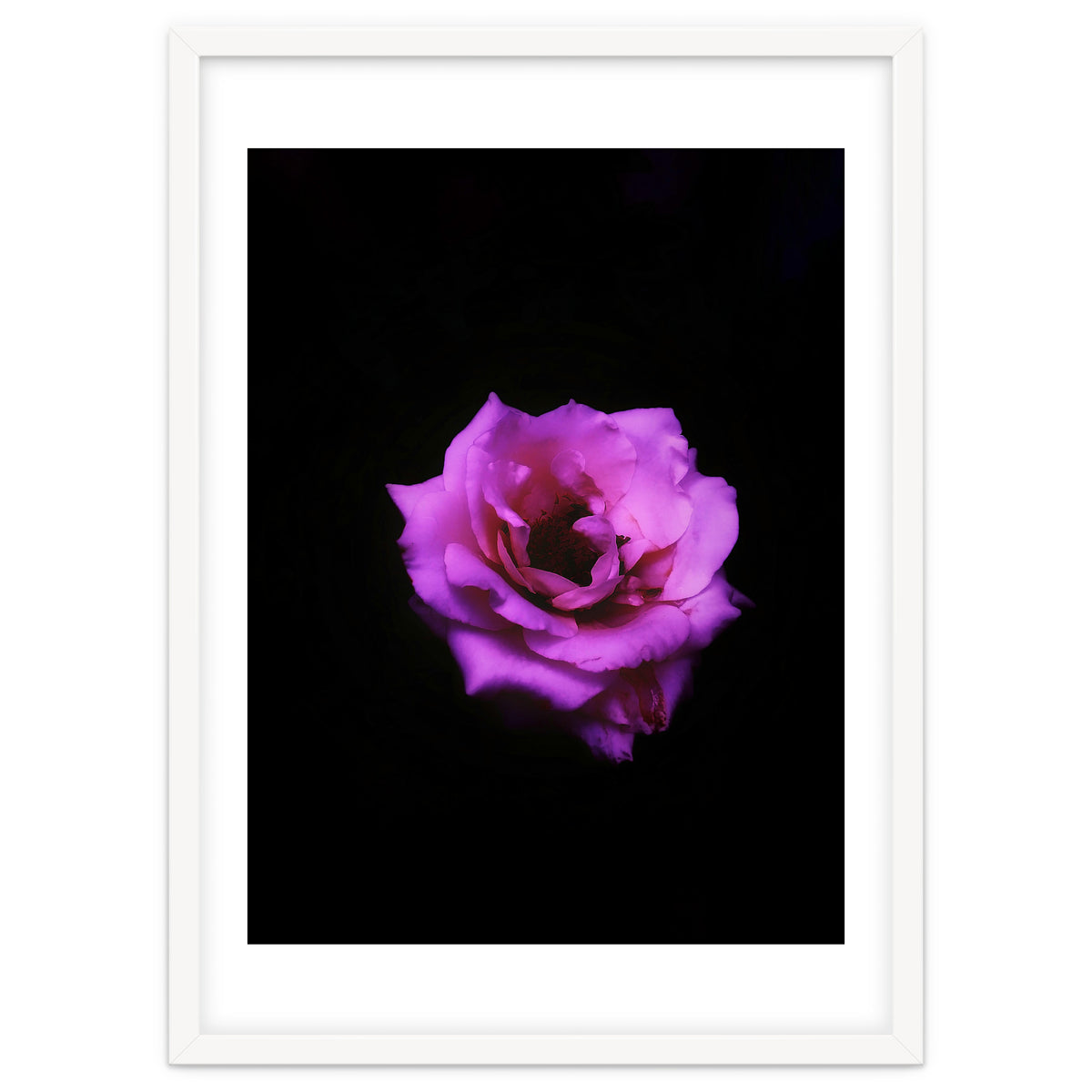 PINK ROSE IN DARK SPACE