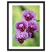 Orchidee Flower