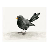 Blackbird ink drawing (Print Only) thumbnail