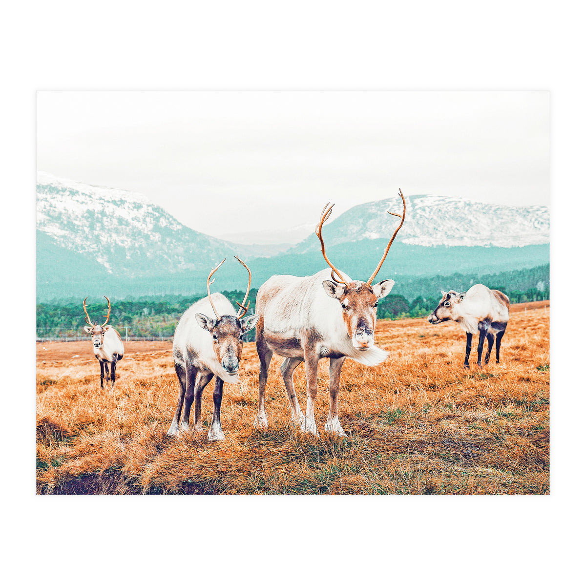 Curious Winter (Print Only)