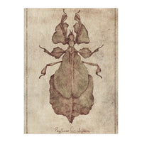 Phyllium Siccifolium (Print Only)