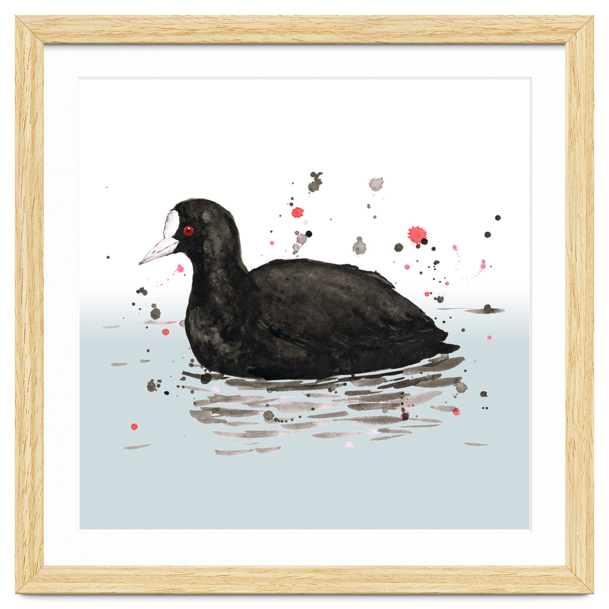 Common coot