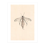 Wasp (Print Only) thumbnail